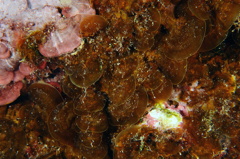 Alga bruna da determinare